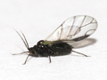 Aphis jacobaeae